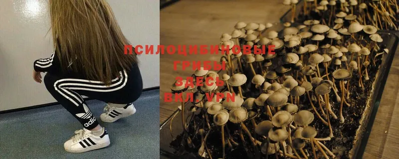 Галлюциногенные грибы Psilocybe  Уяр 